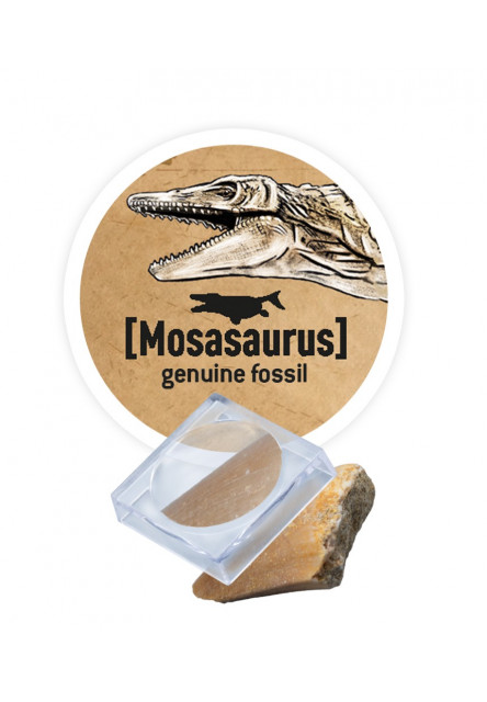 Dinodig vykopávka a kostra Triceratops