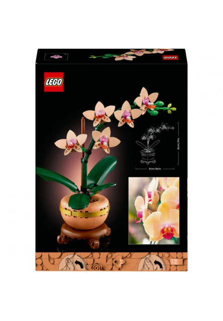 Miniatúrna orchidea