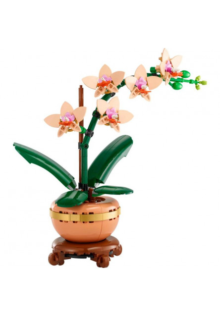 Miniatúrna orchidea