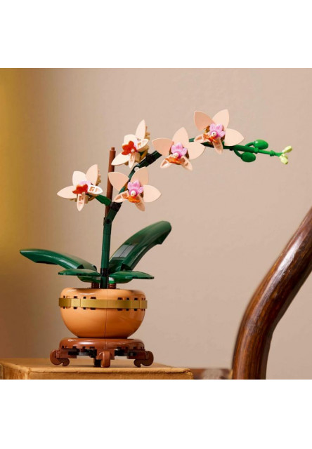 Miniatúrna orchidea