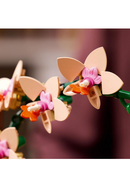 Miniatúrna orchidea