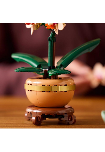 Miniatúrna orchidea