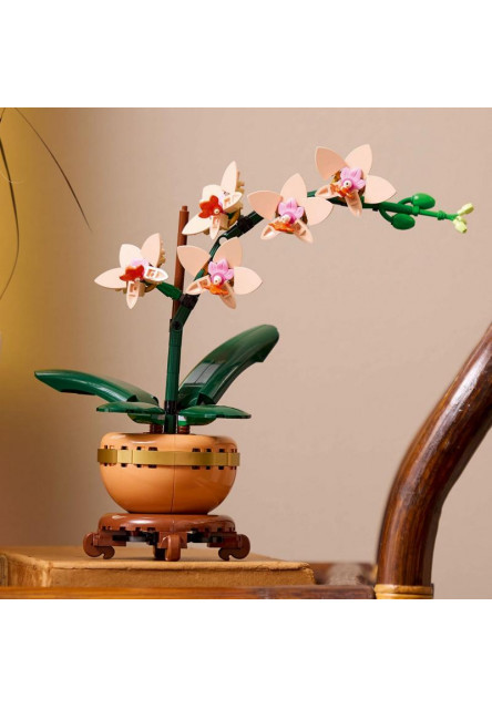 Miniatúrna orchidea