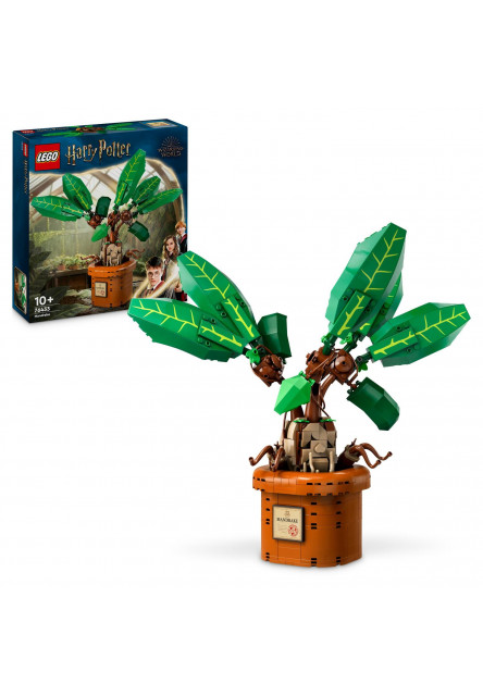 Mandragora
