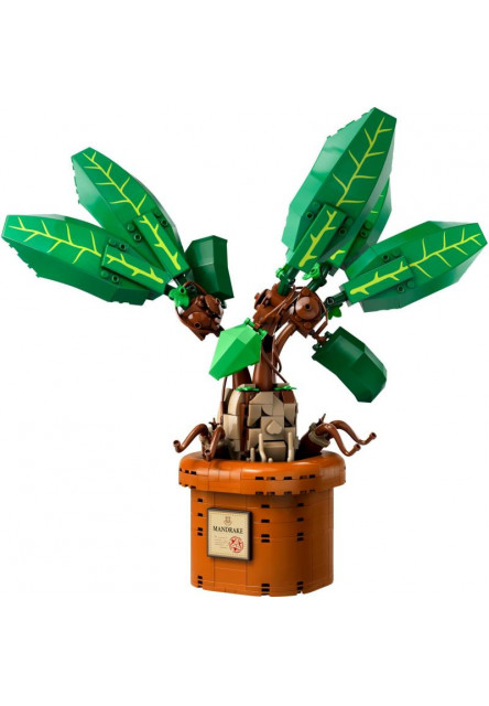 Mandragora