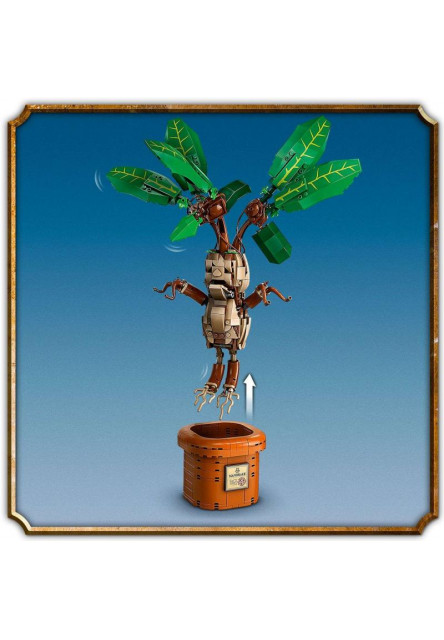 Mandragora