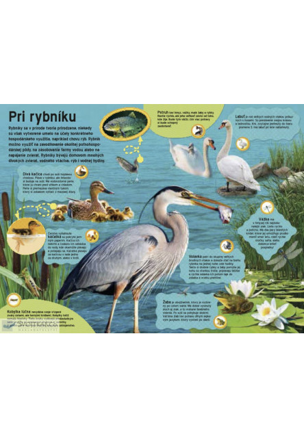 Veľká kniha zvukov na farme