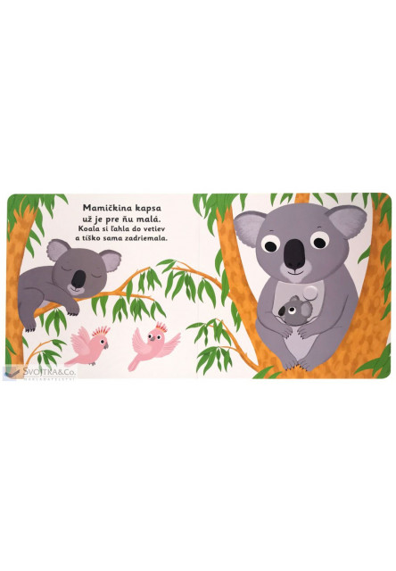 MiniPÉDIA – Dobrú noc, koala!