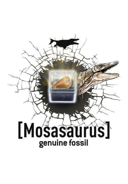 Dinodig vykopávka a kostra Tyranosaurus