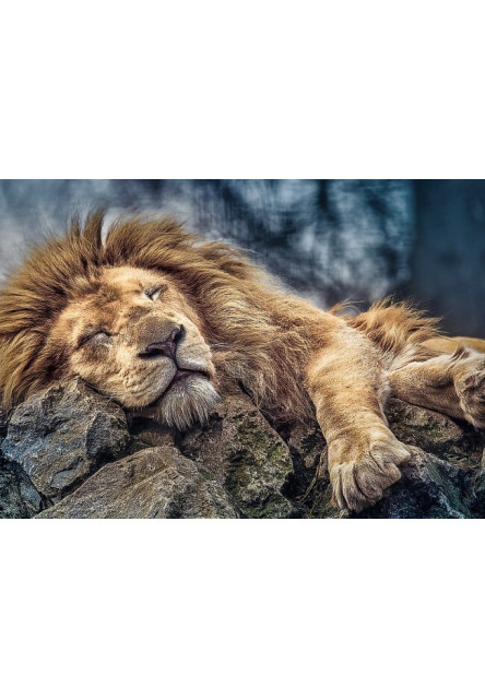 Trefl Puzzle Spiaci lev 1000d