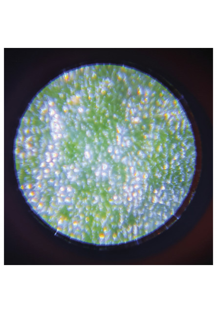 Happy Garden Mikroskop