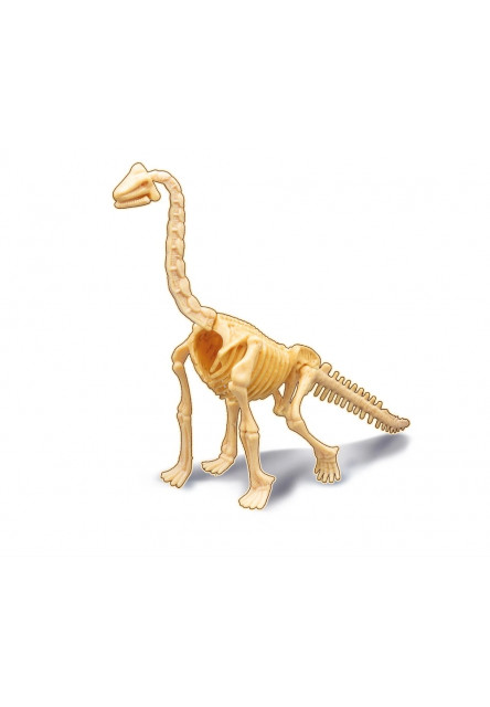 Dinodig vykopávka a kostra Brachiosaurus