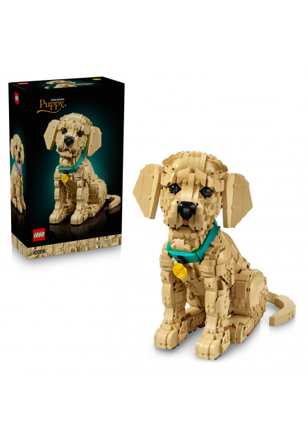 Šteňa zlatého retrievera