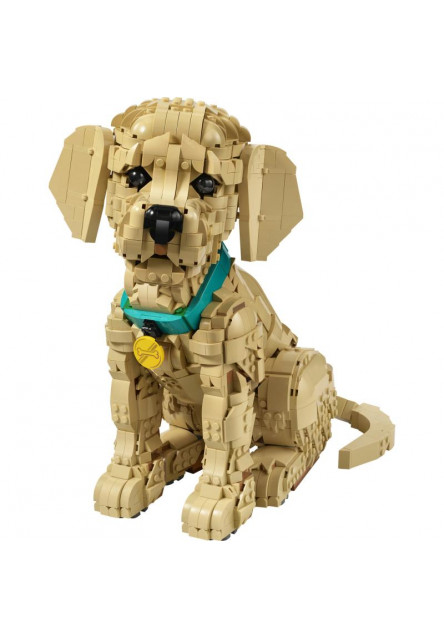 Šteňa zlatého retrievera