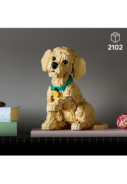 Šteňa zlatého retrievera