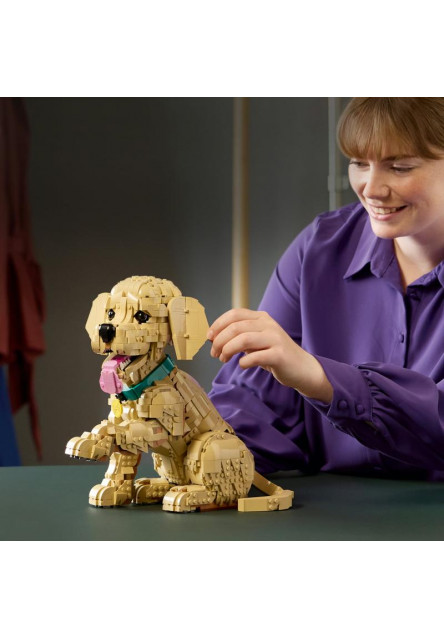 Šteňa zlatého retrievera