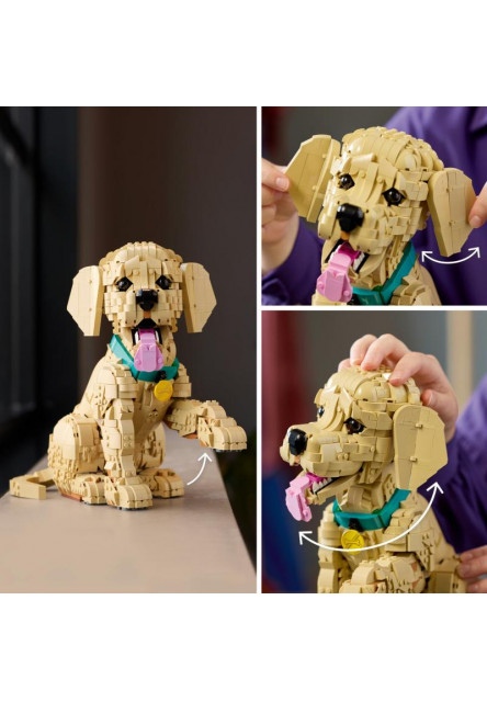 Šteňa zlatého retrievera