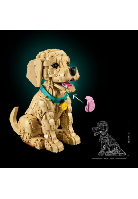 Šteňa zlatého retrievera