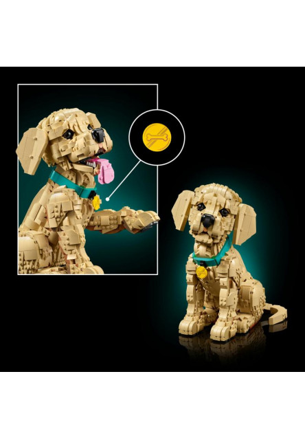 Šteňa zlatého retrievera