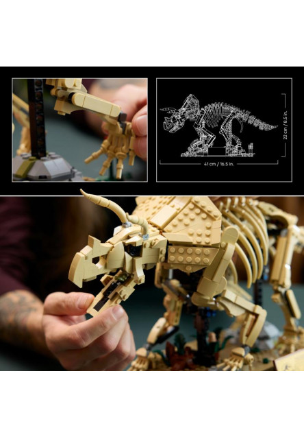 Dinosaurie fosílie: Triceratops